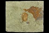 Ordovician Trilobite (Euloma) - Zagora, Morocco #120148-1